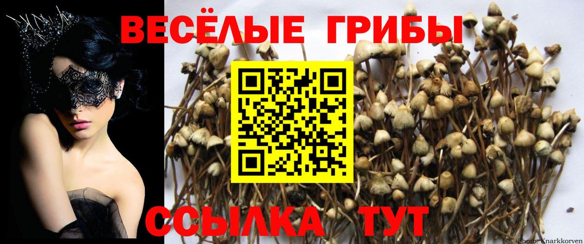 Псилоцибиновые грибы Cubensis Ступино